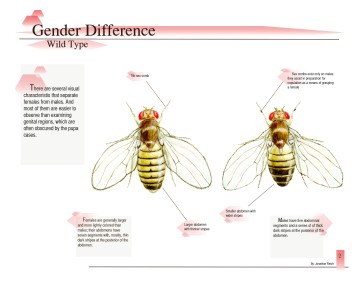 Excerpt from Drosophila melanogaster: Determining the Difference (page 2)