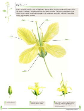 Brassica rapa: The Fast Plant pg.3